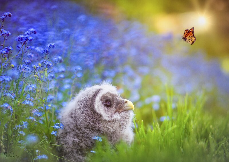 Owl Chick in Flowers