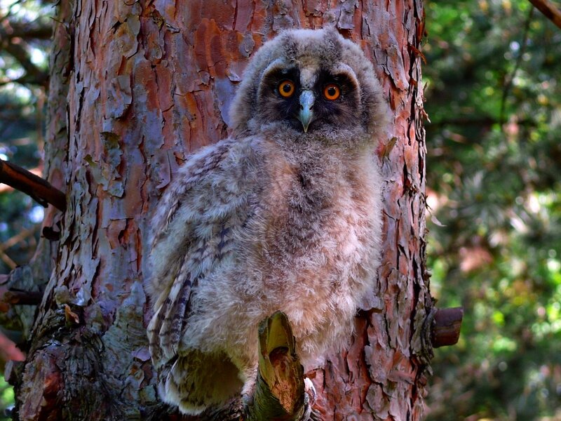Owl Chick in Tree — Brown