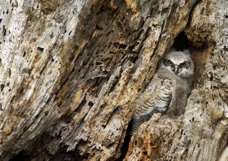 Owl Chick in Tree — Gray