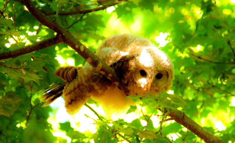 Owl Chick in Tree — Green
