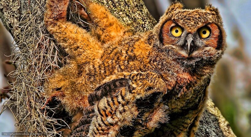 owl chick in tree nest