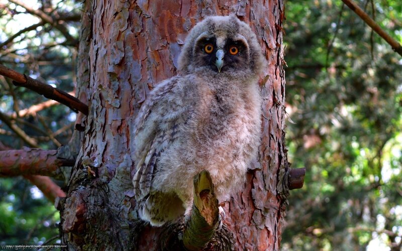 owl chick in tree