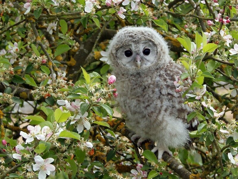 Owl Chick in Tree — White