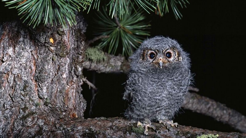 Owl chick on a tree branch