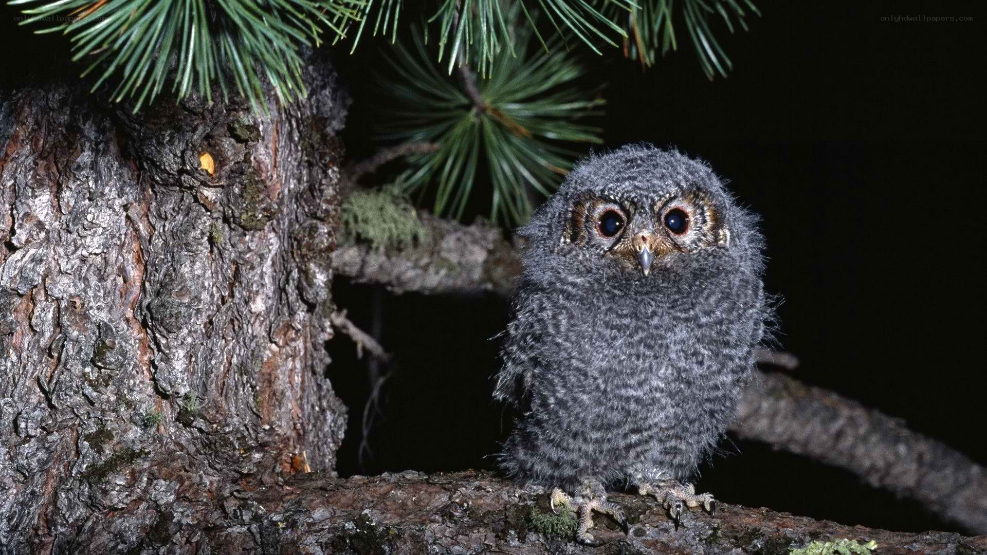 Owl chick on a tree branch