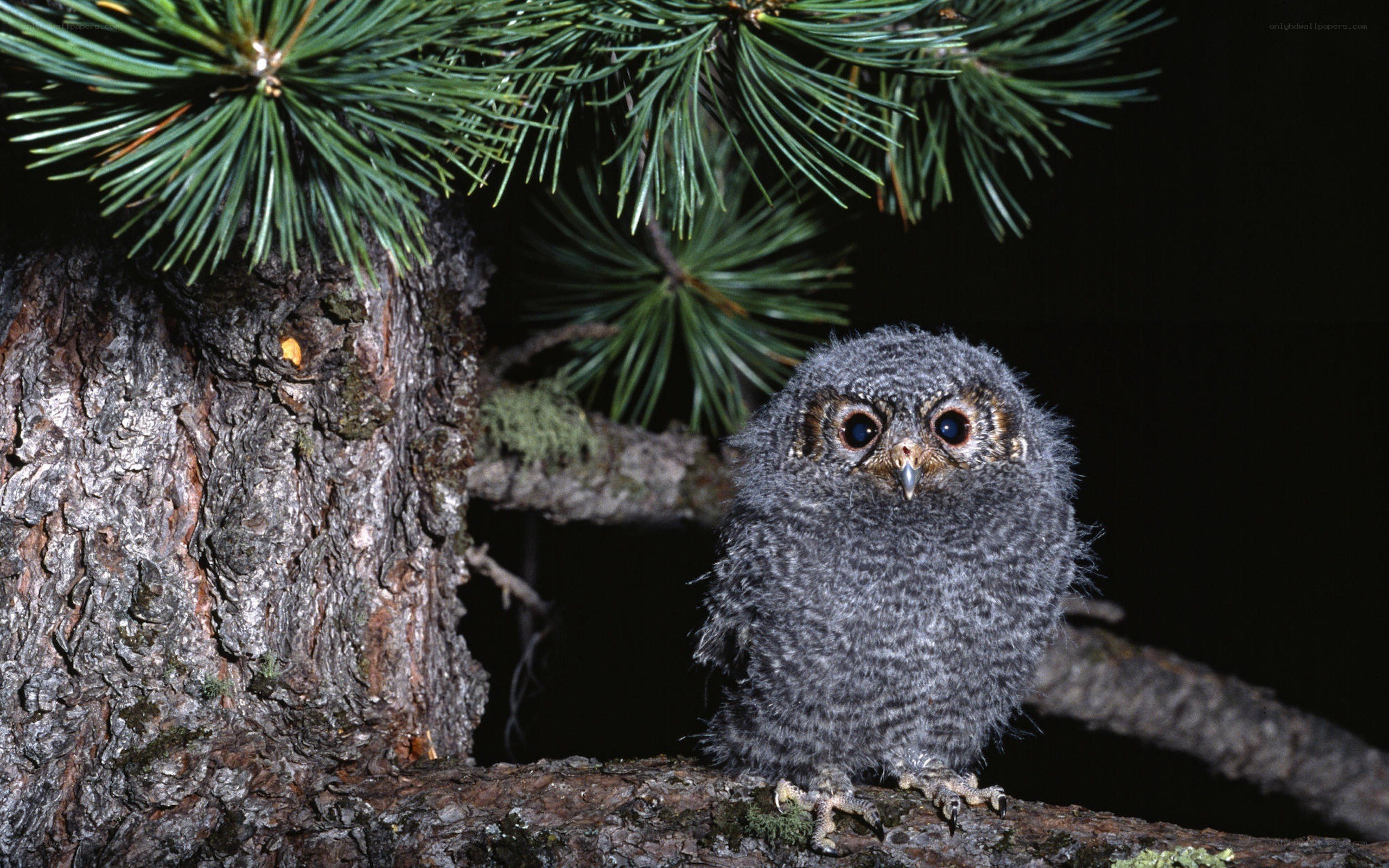 Owl chick on a tree branch