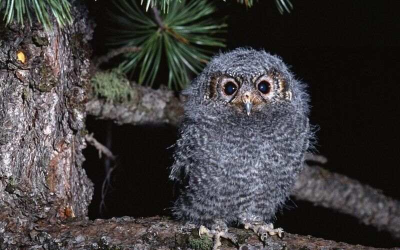 Owl chick on a tree branch