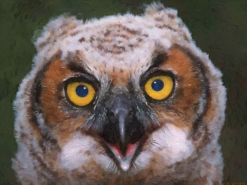 Owl Chick Portrait