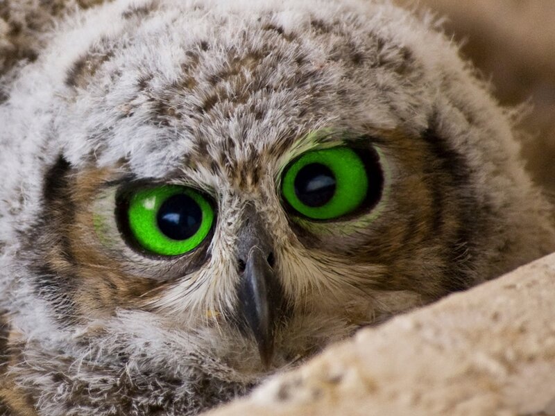 Owl Chick with Green Eyes — Curious