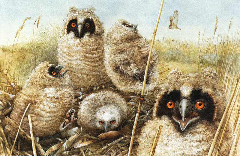 Owl Chicks in Nest — Brown