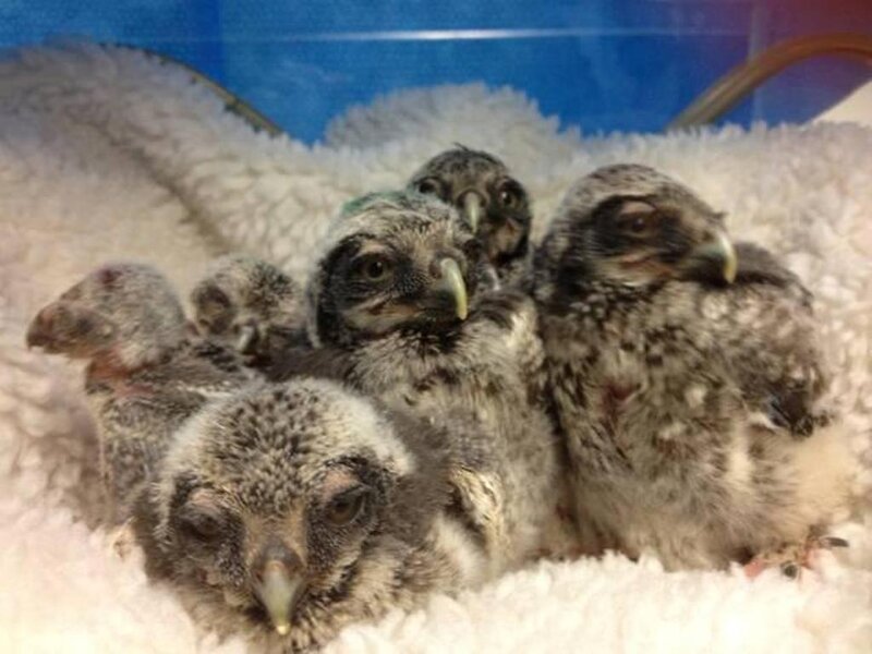 Owl Chicks in Nest — White