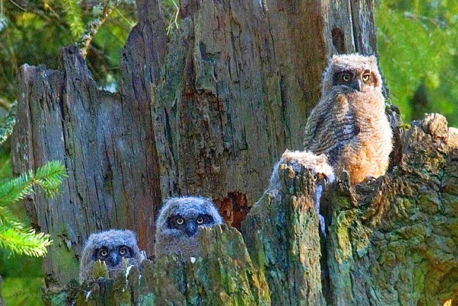 owl chicks in tree stump
