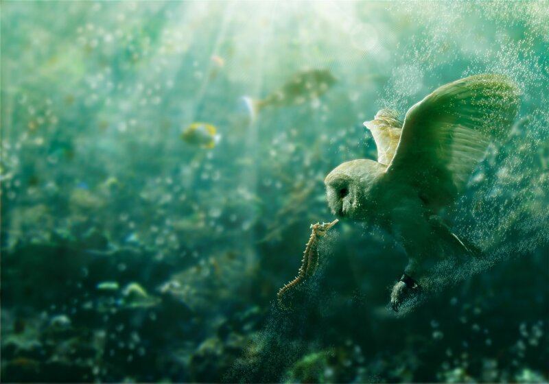 Owl diving underwater