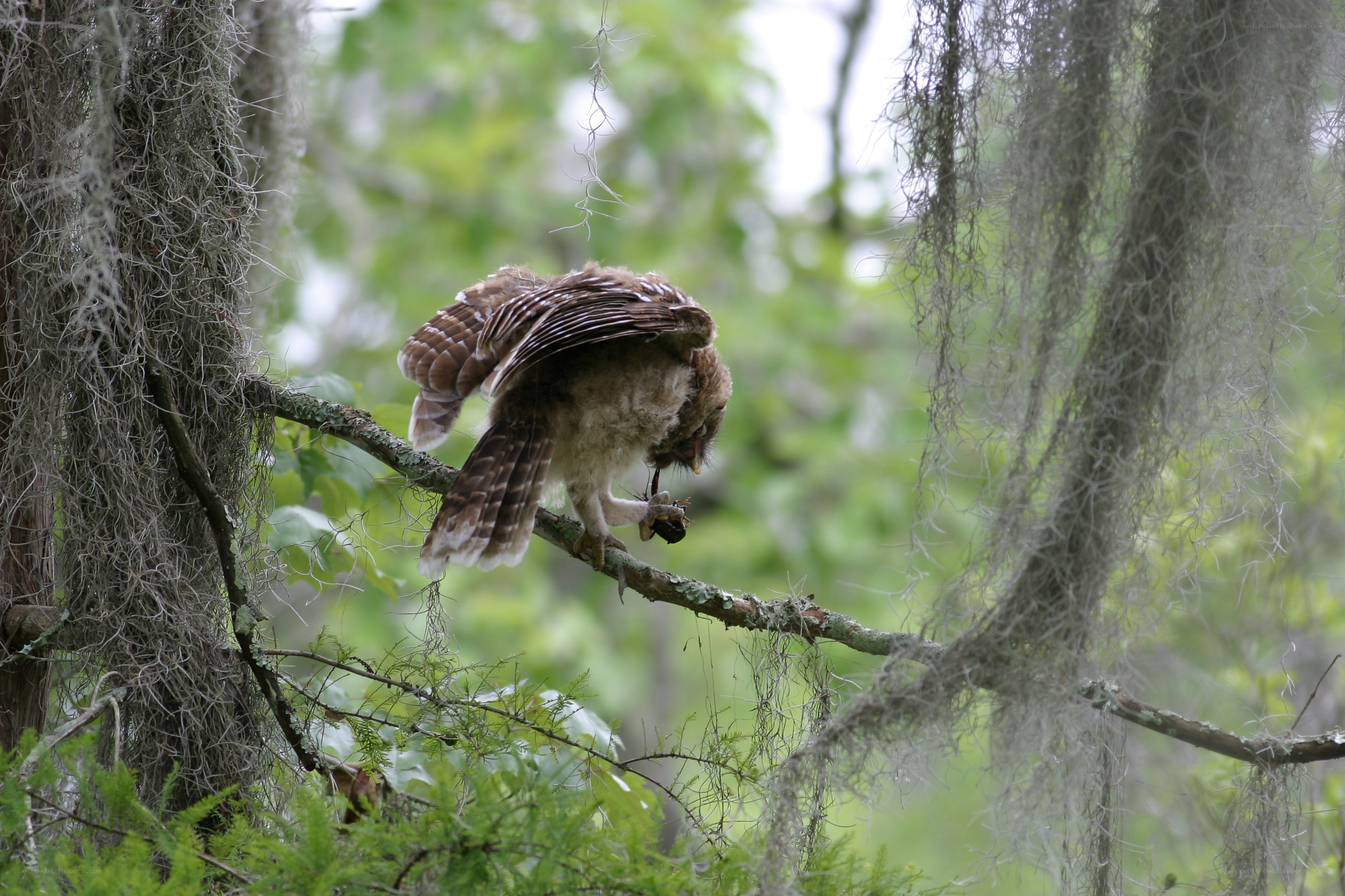 Owl eating prey on a branch