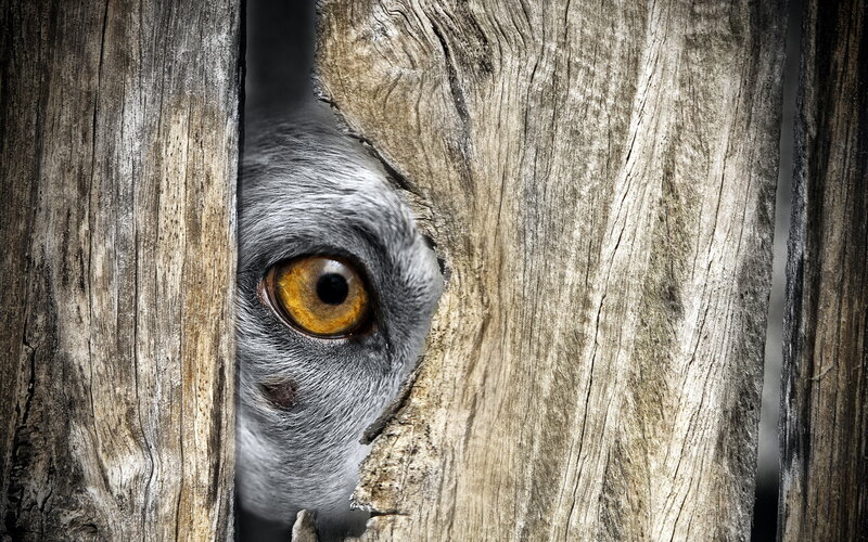 Owl Eye Through Wood