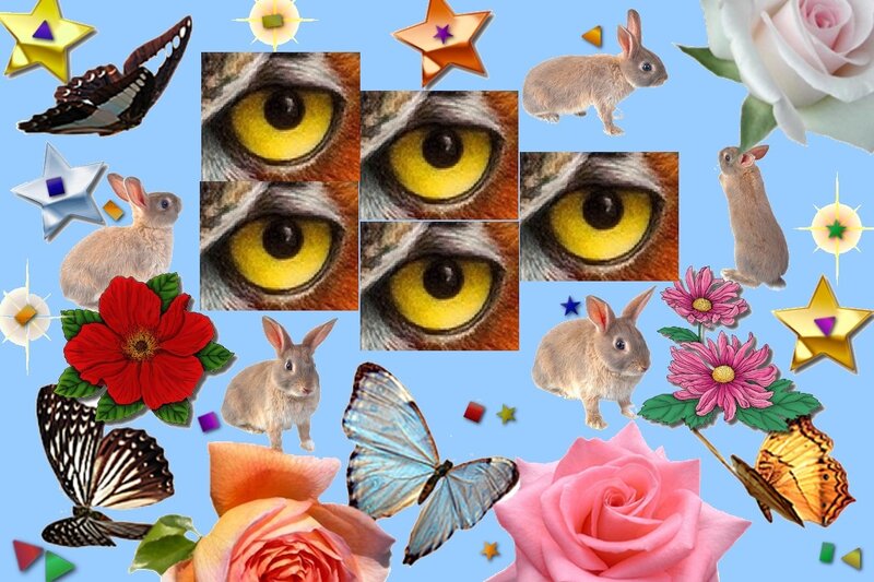 Owl Eyes Collage