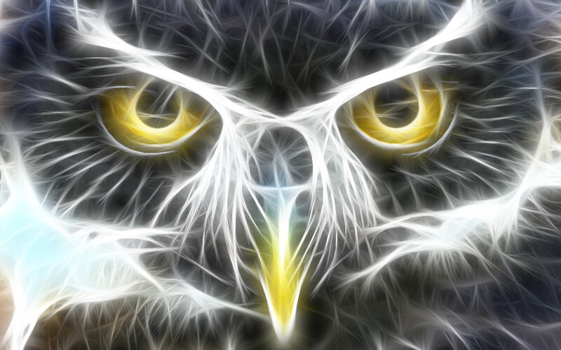Owl Face Close-up — White