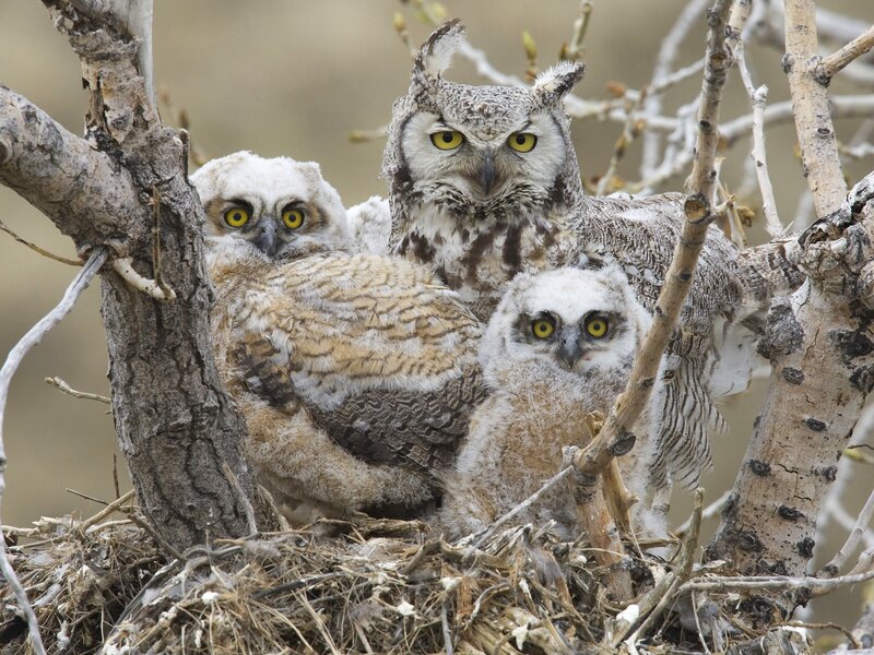 Owl family in a nest