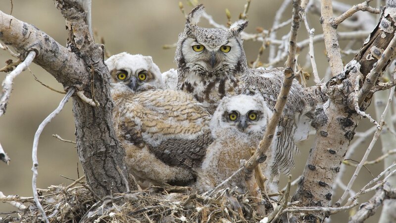 Owl family in a nest