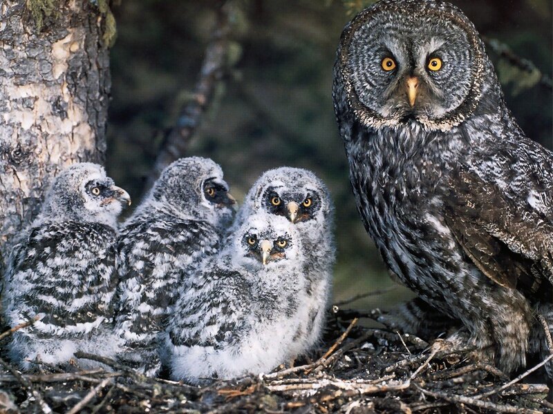 Owl family in nest