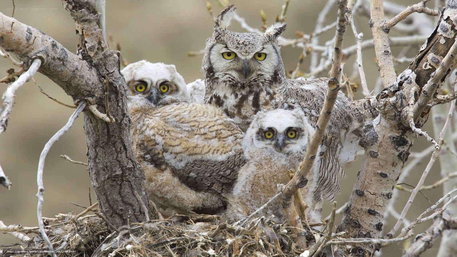 Owl family in tree nest