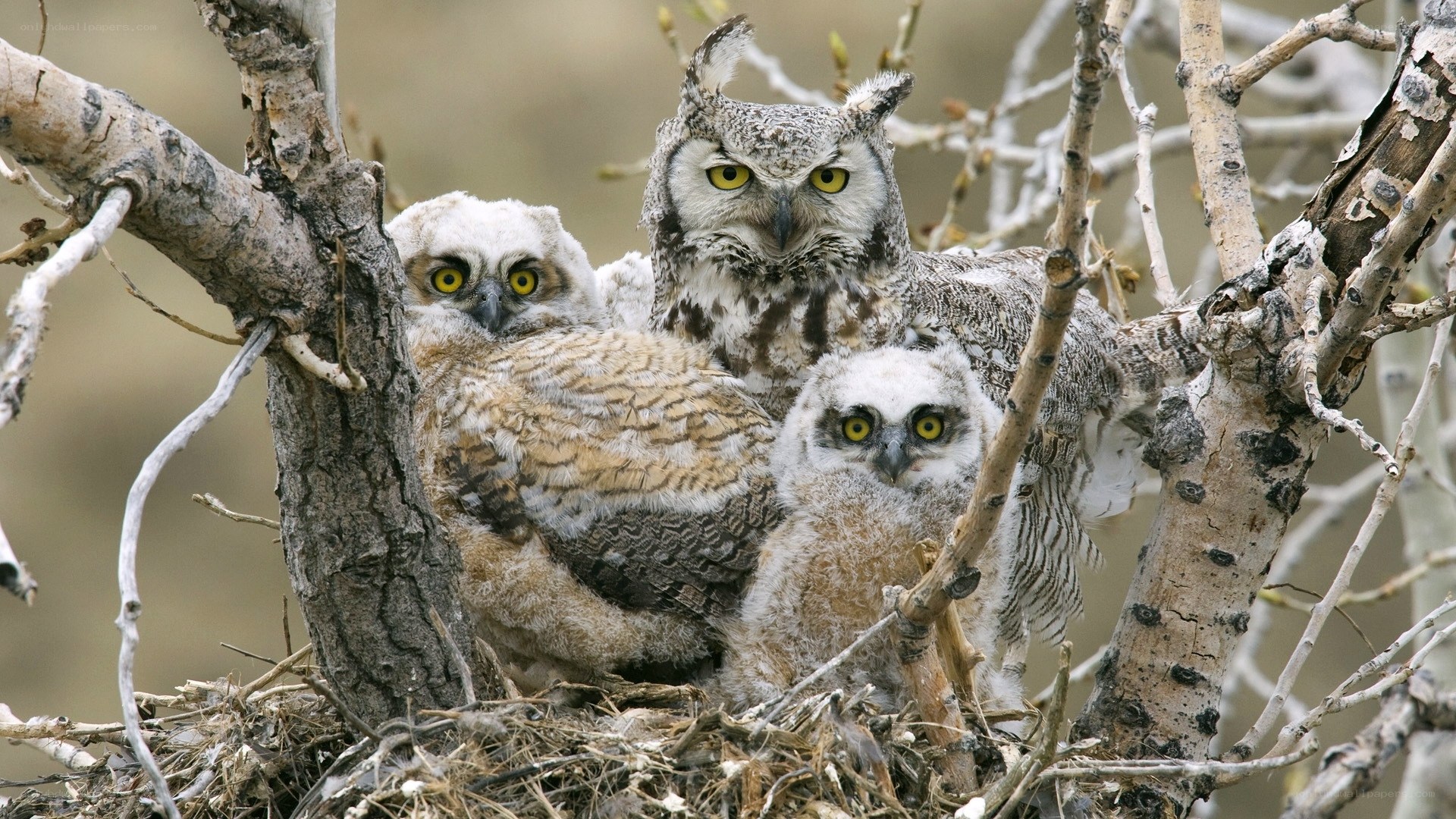 Owl family in tree nest