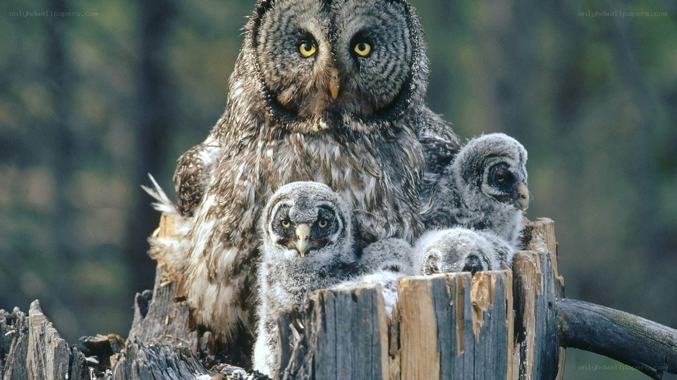 Owl family on a stump