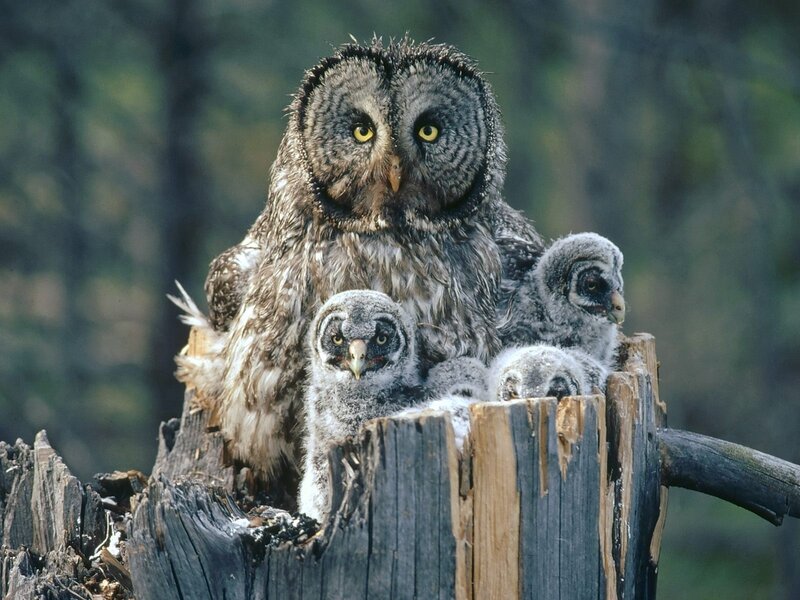 Owl family on a stump