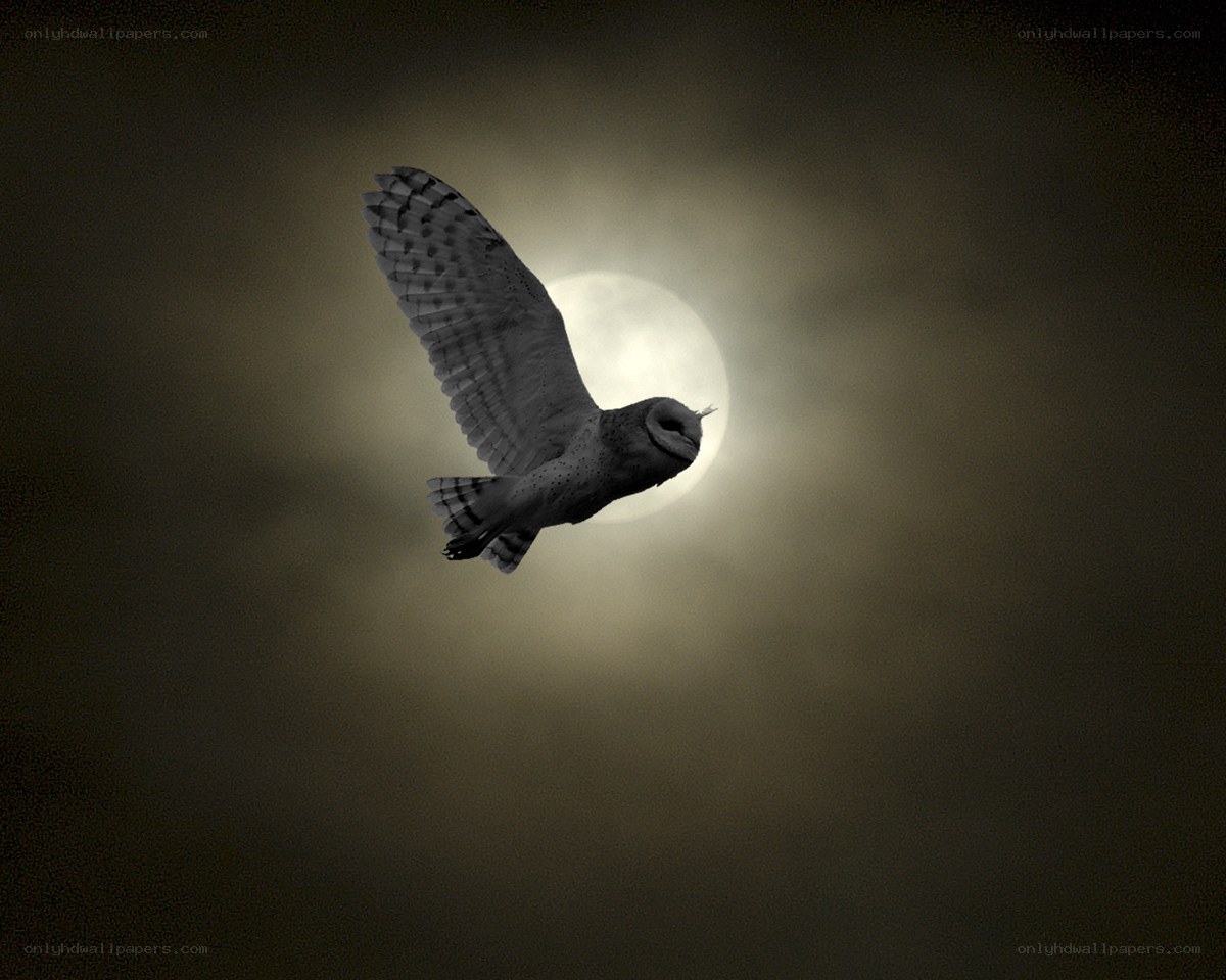 Owl flying at night
