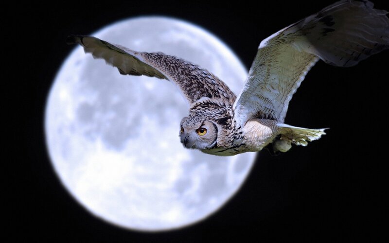 Owl Flying at Night — White, Dramatic