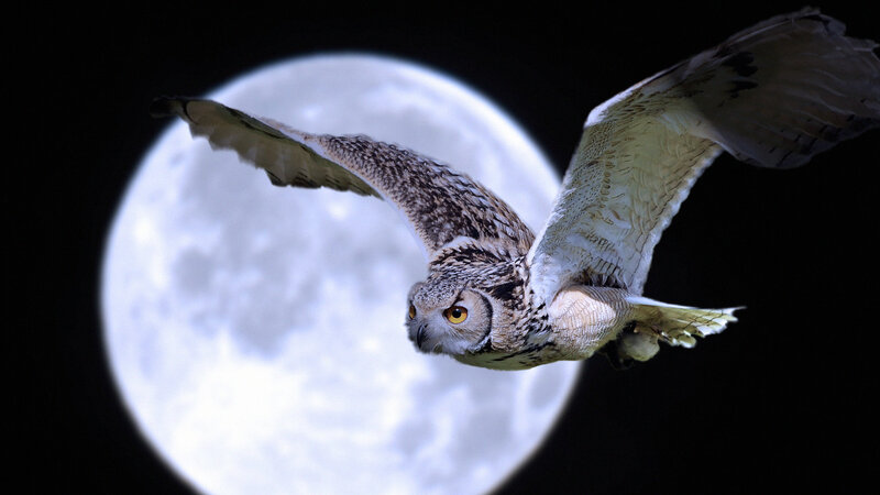 Owl Flying at Night — White