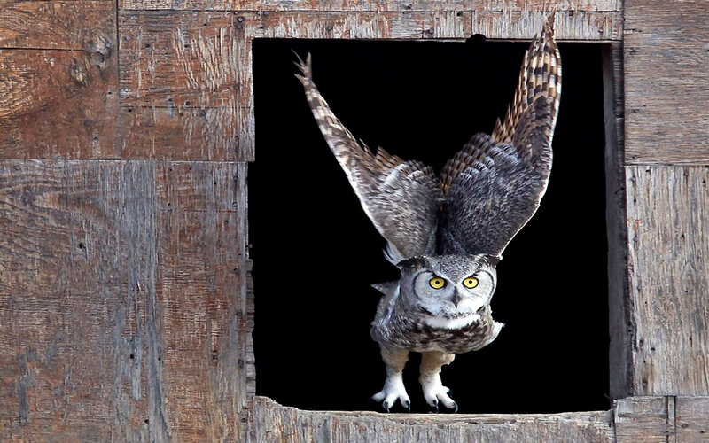 Owl Flying from Barn
