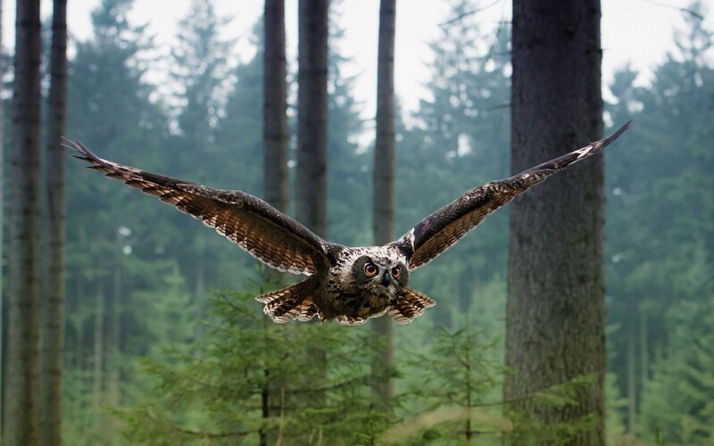 Owl flying in a forest