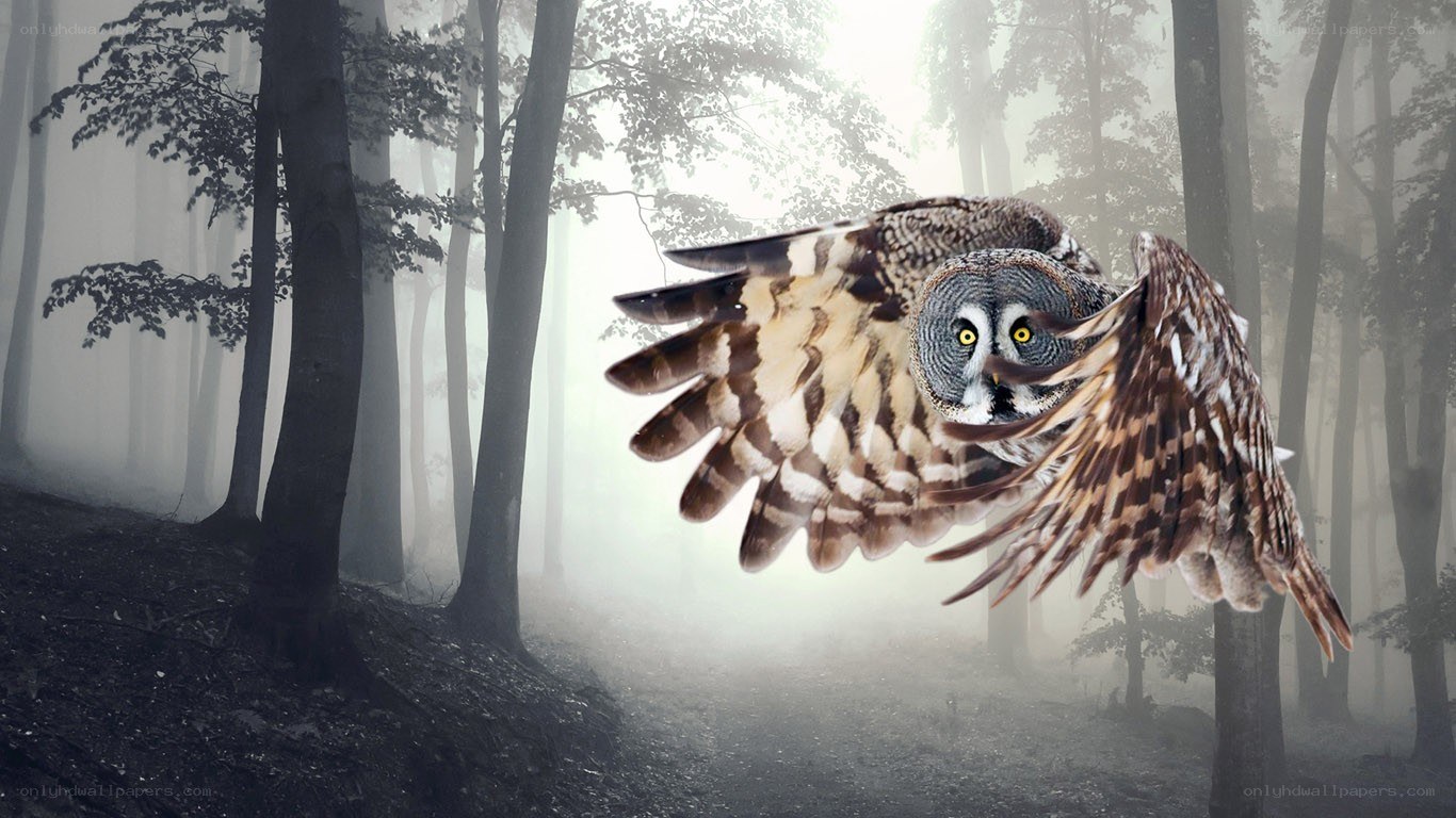 Owl flying in a misty forest