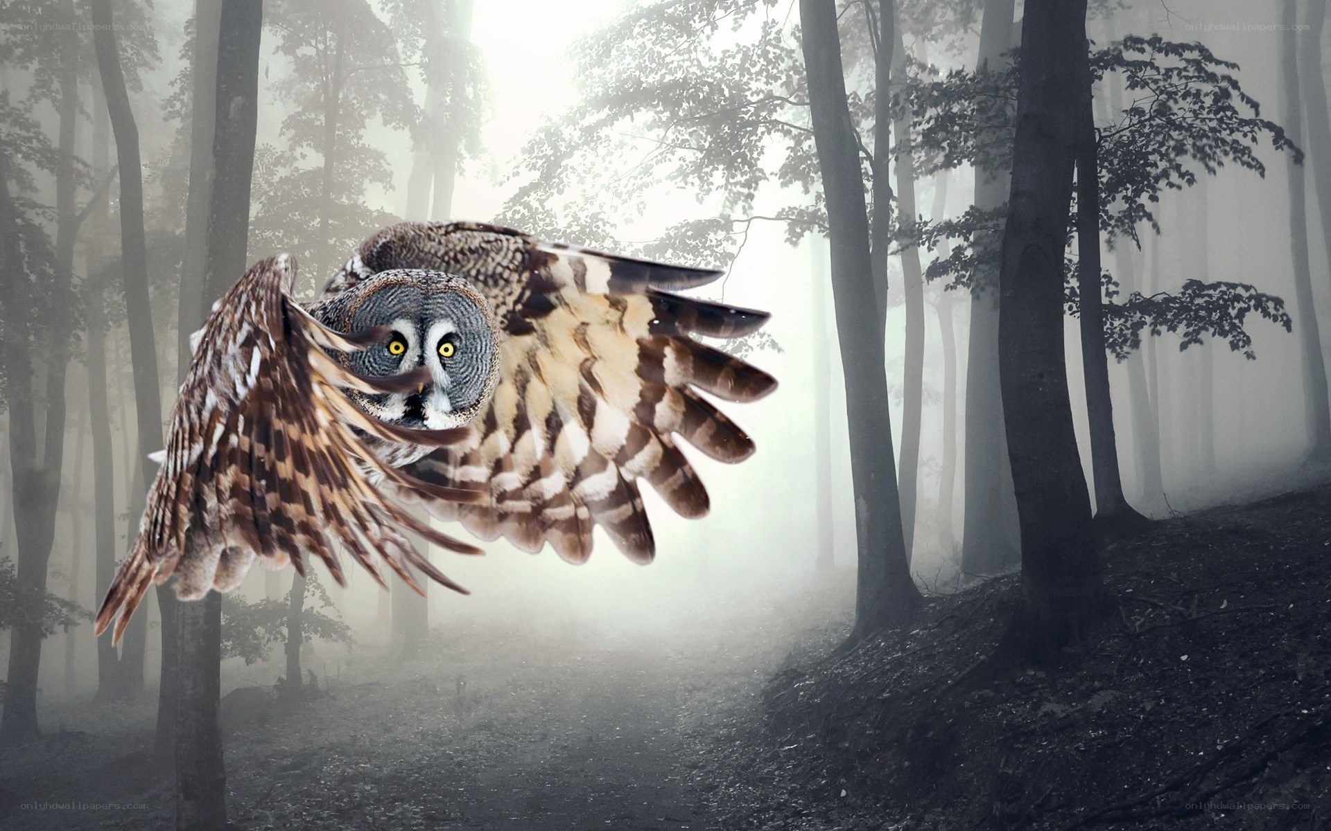 Owl flying in a misty forest