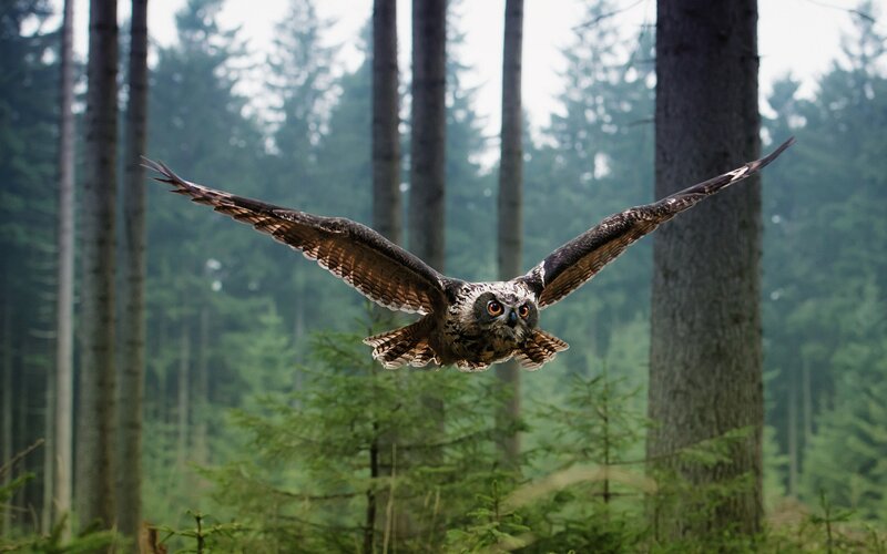 Owl flying in forest