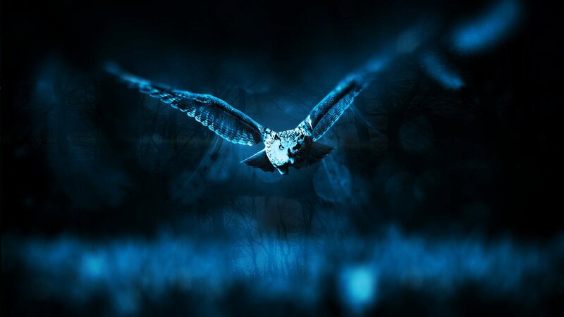 Owl Flying in Forest — Blue