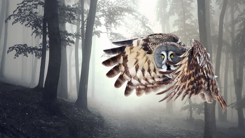 Owl Flying in Forest — Gray, Mysterious, Night