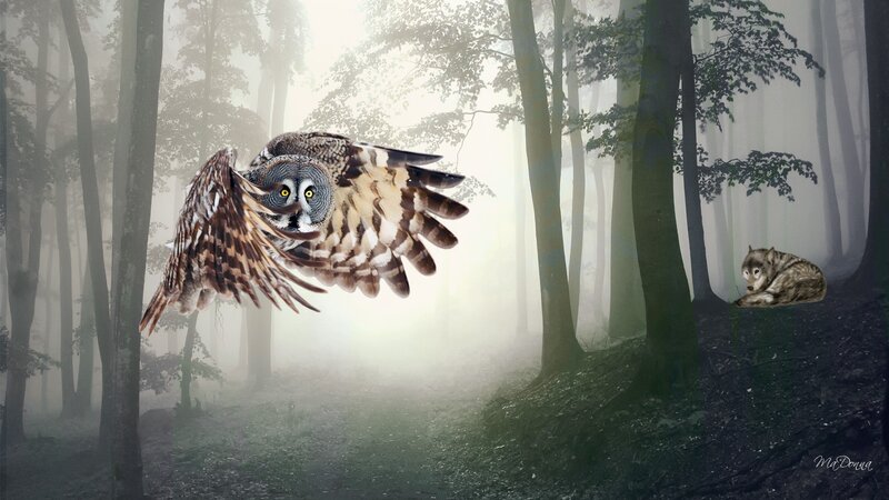Owl Flying in Forest — Gray