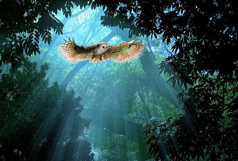 Owl Flying in Forest — Green, Serene