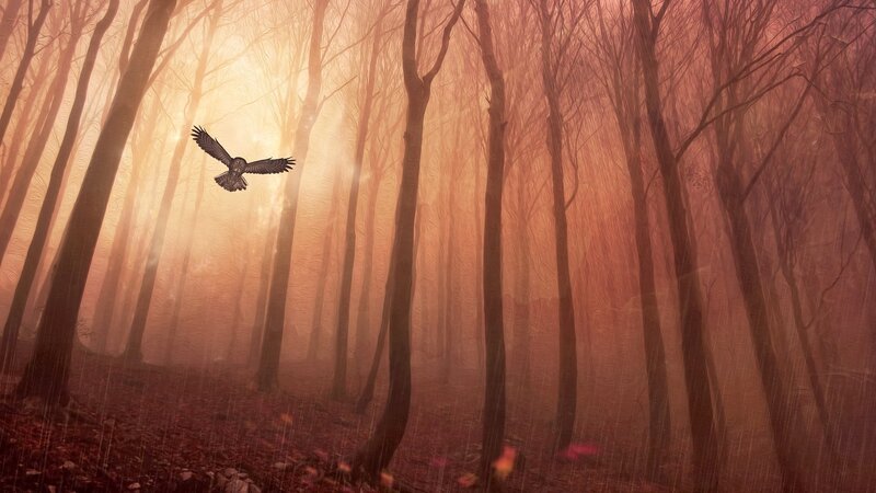 Owl Flying in Forest — Orange, Mysterious