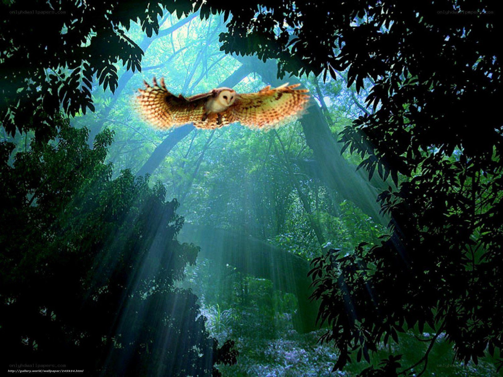 Owl flying in forest
