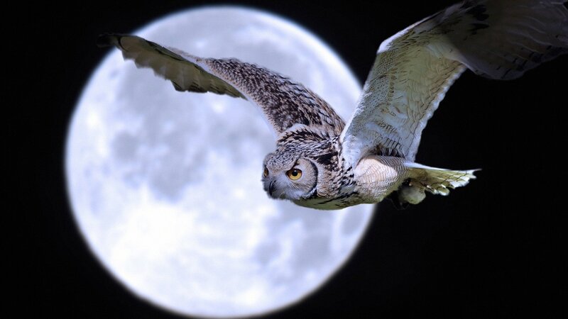 Owl flying in front of moon