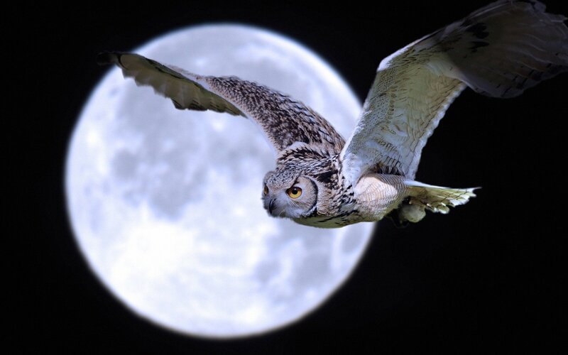 Owl flying in front of the moon