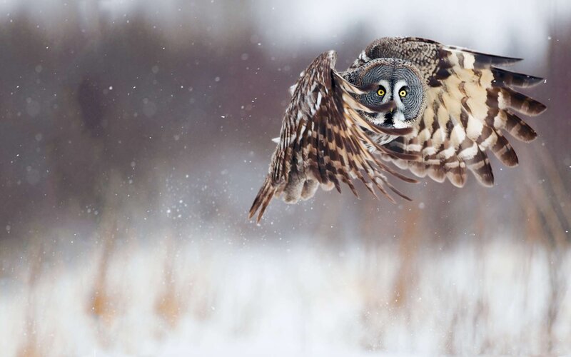 owl flying in snowstorm