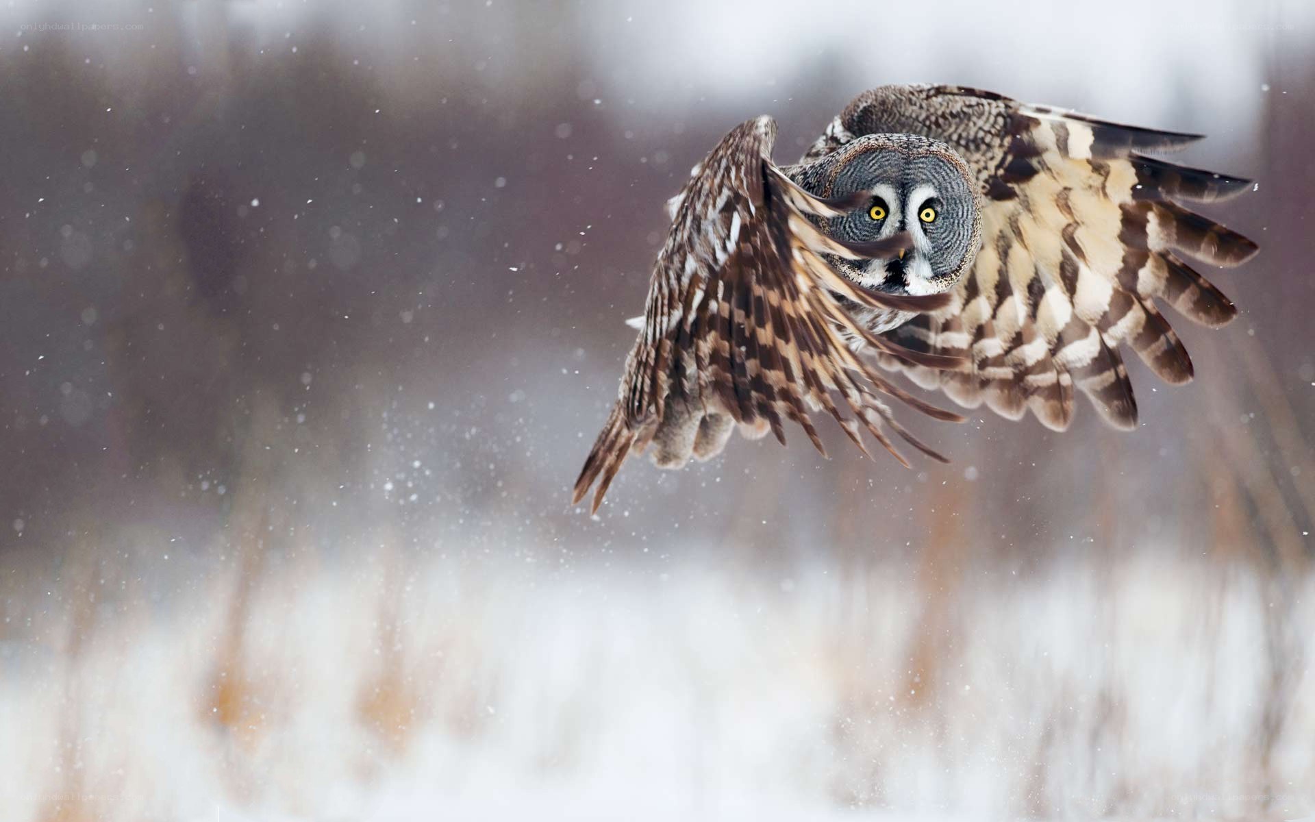 owl flying in snowstorm