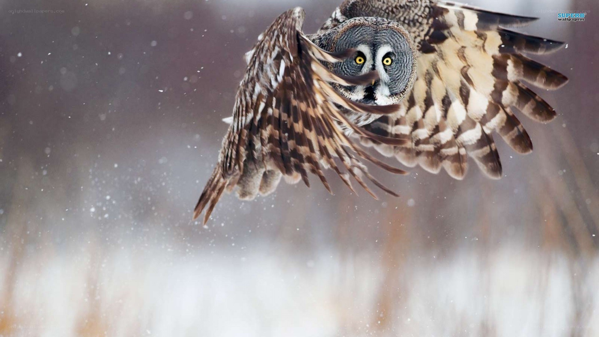 owl flying in snowstorm
