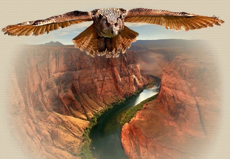 Owl Flying over Canyon