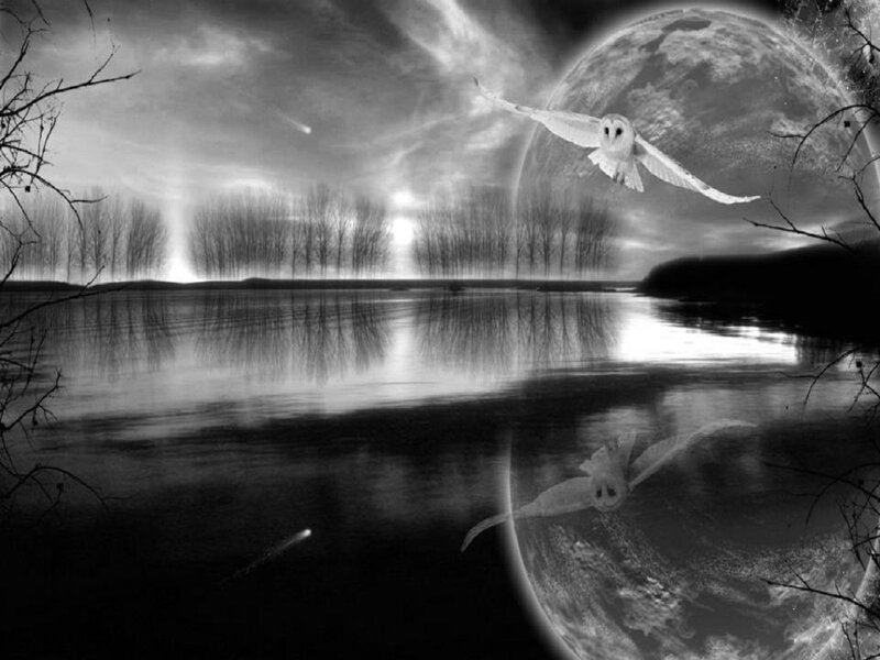 Owl Flying over Lake — Black