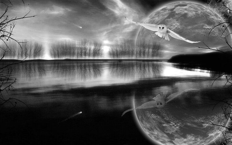 Owl Flying over Lake